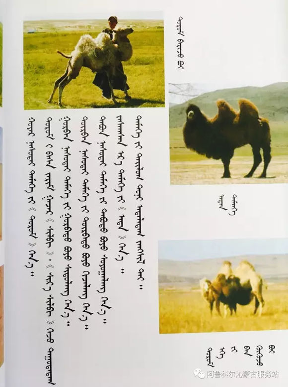 应知的蒙古五畜知识--骆驼