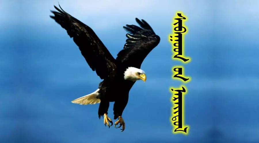 54种鸟类的名字，双语解释（蒙古文 汉语）