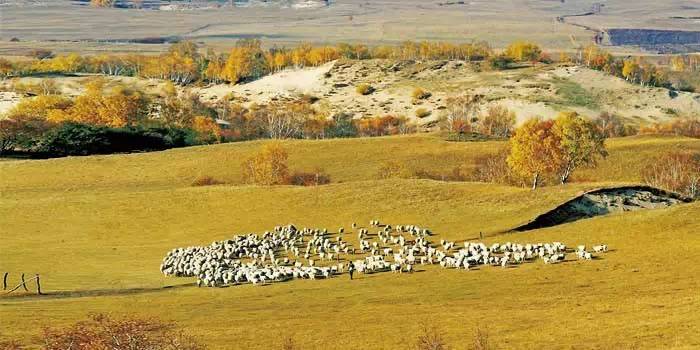 【蒙古文化】禁牧和圈养反让草场退化 ...
