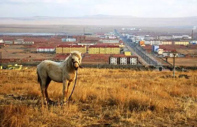 一匹从越南独自回到蒙古的马 世界上唯有蒙古马才能做到