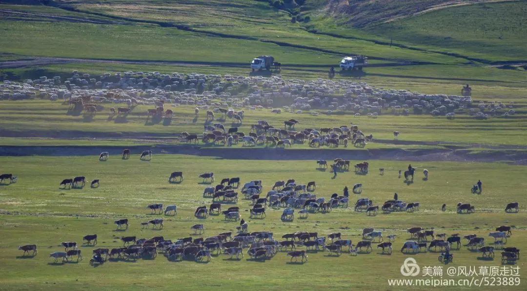 壮观！3000多个牧民 几十万头牛马羊 连绵几十里大迁移！