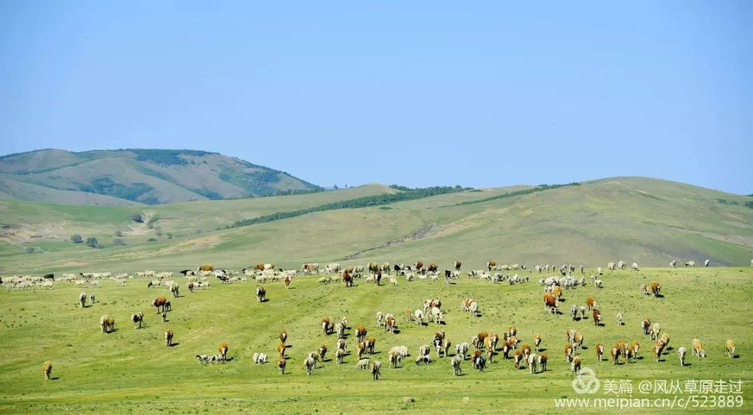 壮观！3000多个牧民 几十万头牛马羊 连绵几十里大迁移！ 第34张