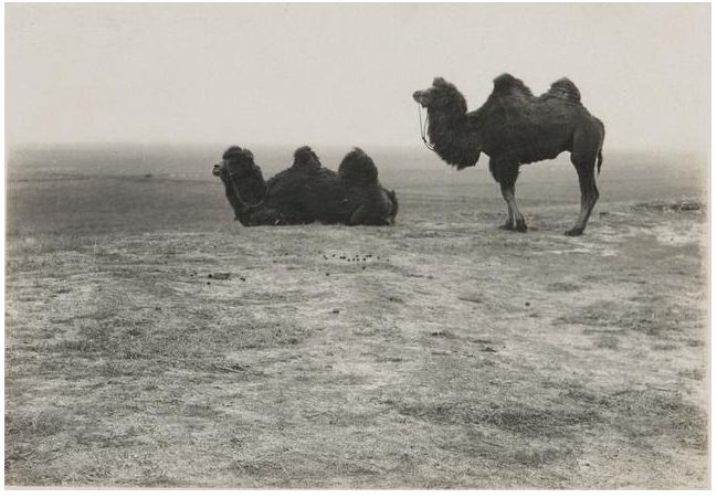 1924年的内蒙古通辽，老照片记录的是故事！ 第4张
