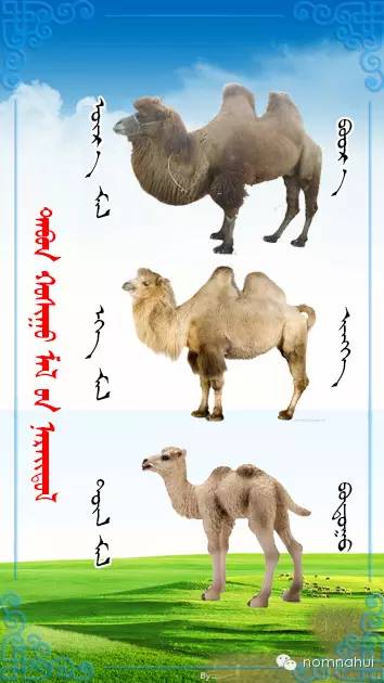 nomnahui(第二十九期)蒙古族五种牲畜蒙文名称对照图