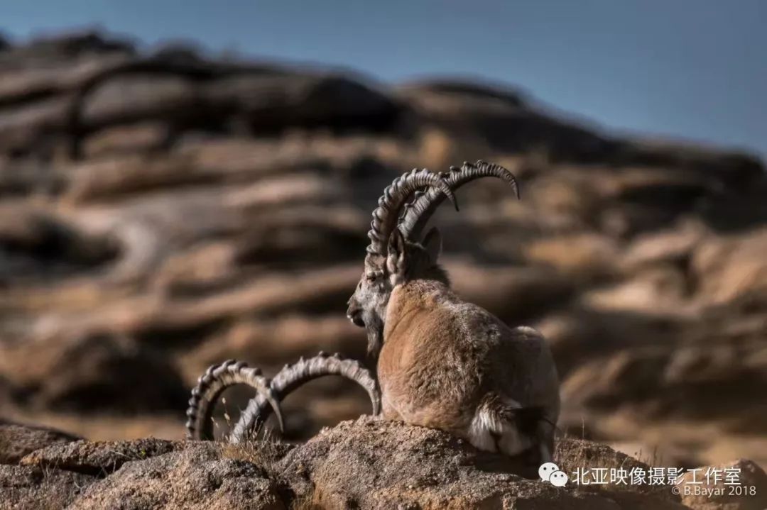 蒙古国摄影师B.Bayar野生动物照片欣赏
