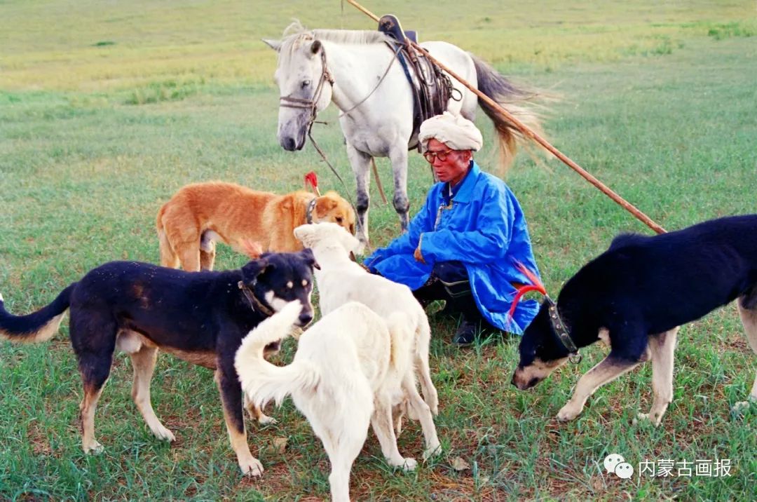 蒙古人忠实的伙伴——狗