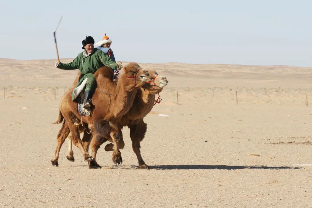【乌拉特文化】之蒙古族赛驼