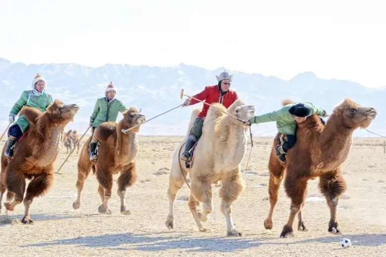 蒙古族驼球——游牧一族的竞技，驼背上的战斗