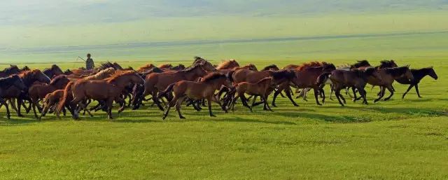 蒙古族的马与马文化