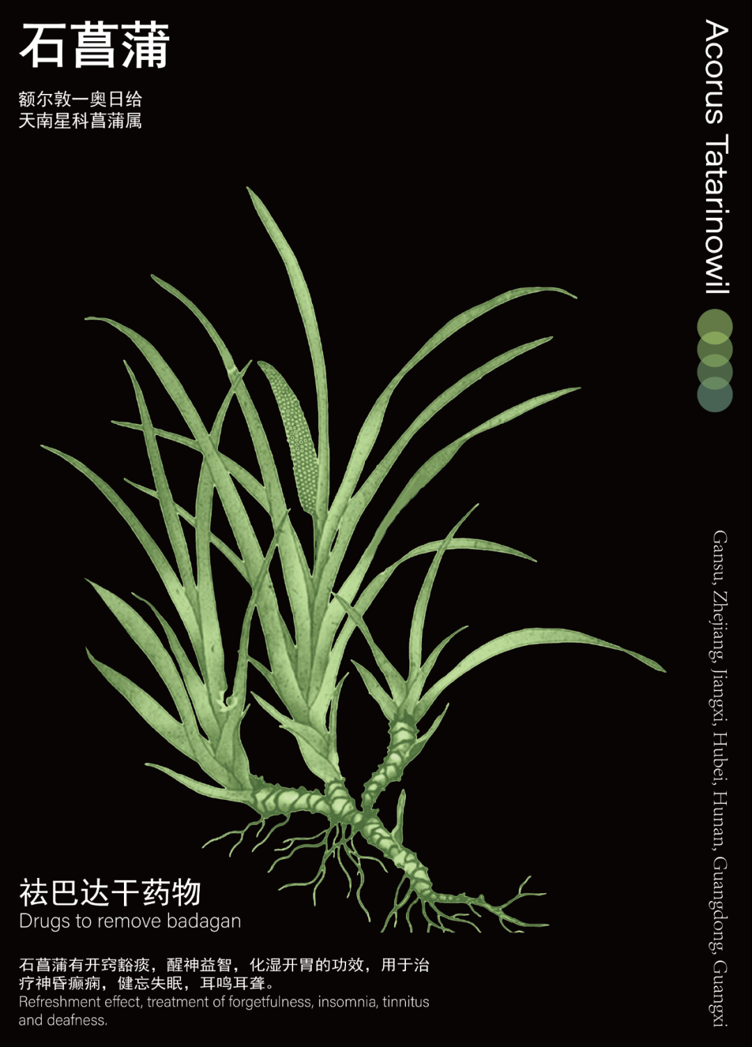 石菖蒲_画板 1.png