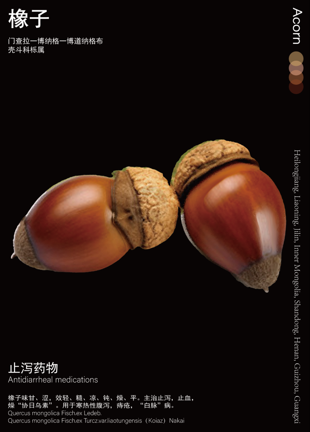 橡子.png