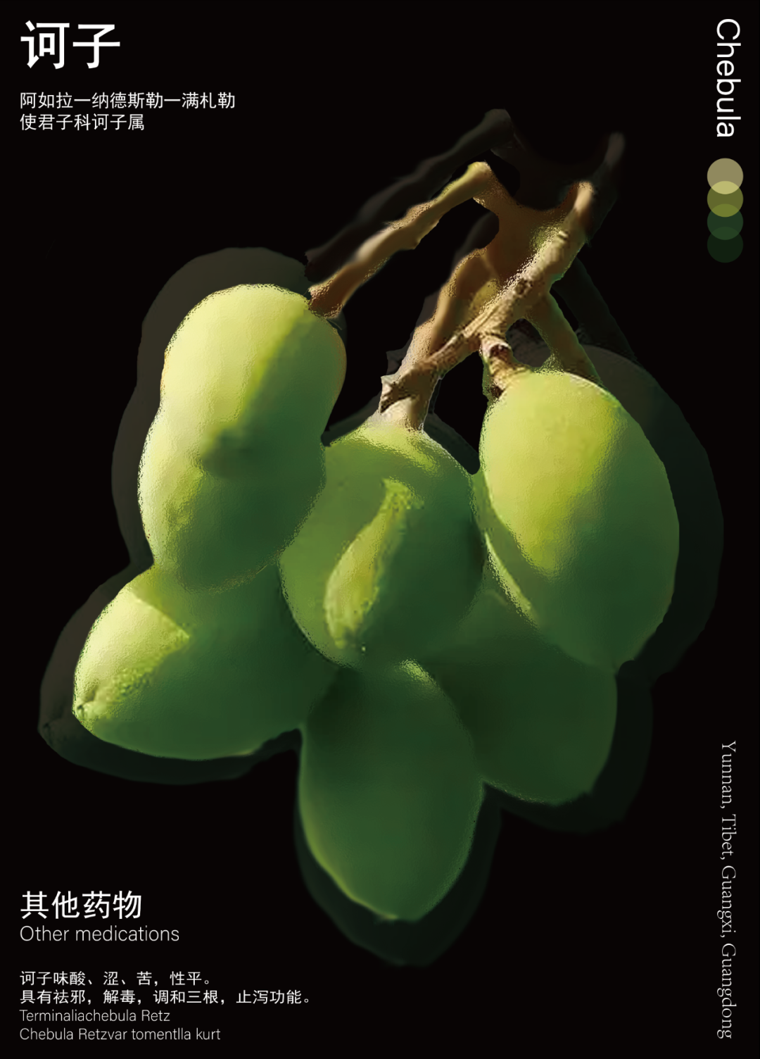 诃子.png